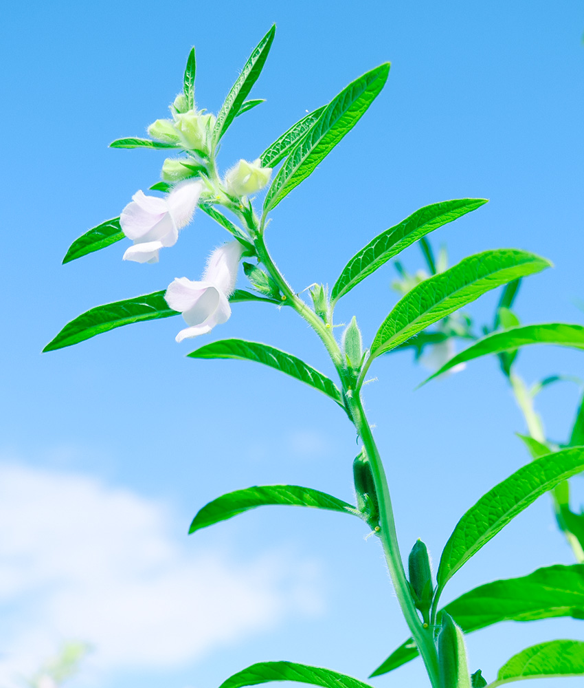 胡麻の花