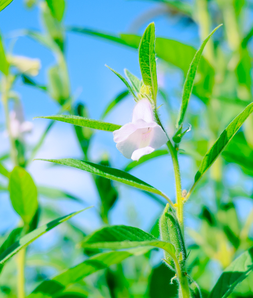 胡麻の花